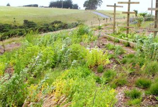 5 Tips to Developing a Permaculture Food Forest
